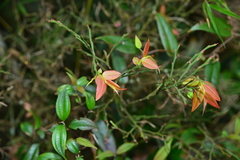 Vaccinium japonicum lasiostemon
