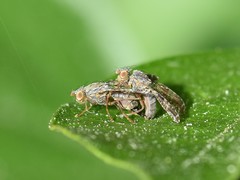 Tephritis vespertina