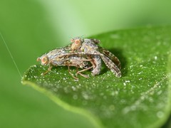 Tephritis vespertina