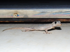 Hemidactylus flaviviridis