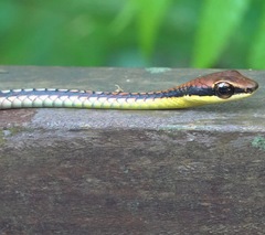 Dendrelaphis kopsteini