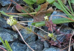 Galium hierosolymitanum