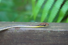 Dendrelaphis kopsteini