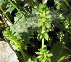 Galium verticillatum