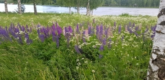 Lupinus polyphyllus
