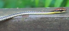 Dendrelaphis kopsteini