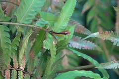 Dendrelaphis kopsteini