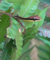 Dendrelaphis kopsteini