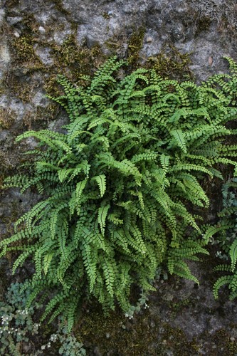 Asplenium trichomanes