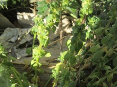 Galium verticillatum