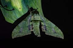 Chloroclanis virescens