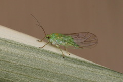 Psylla alni