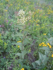 Asclepias ovata