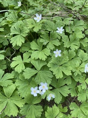 Anemonastrum baicalense