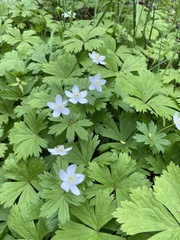 Anemonastrum baicalense
