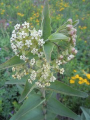 Asclepias ovata