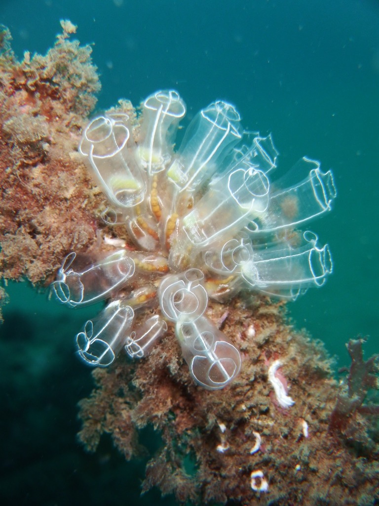 Light Bulb Tunicate