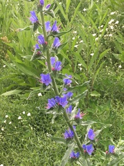 Echium vulgare