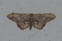 Idaea violacea