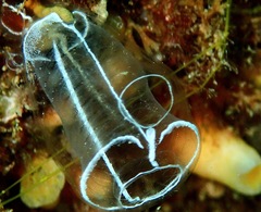 Light Bulb Tunicate photo 3
