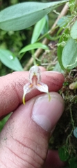 Masdevallia