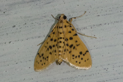 Conogethes