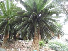 Cycas circinalis