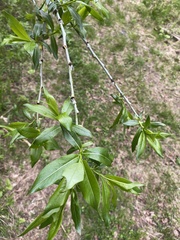 Salix rorida