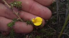 Aspalathus chortophila