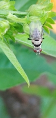Anthomyia illocata