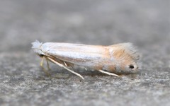 Phyllonorycter quercialbella