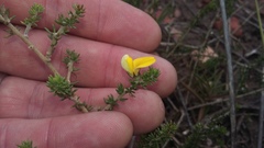 Aspalathus chortophila