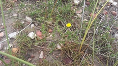 Aspalathus chortophila