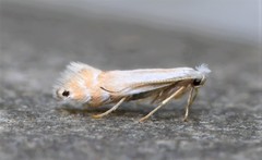 Phyllonorycter quercialbella