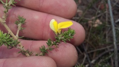 Aspalathus chortophila