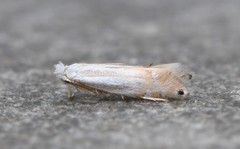Phyllonorycter quercialbella