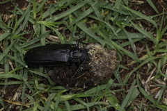 Aplagiognathus spinosus