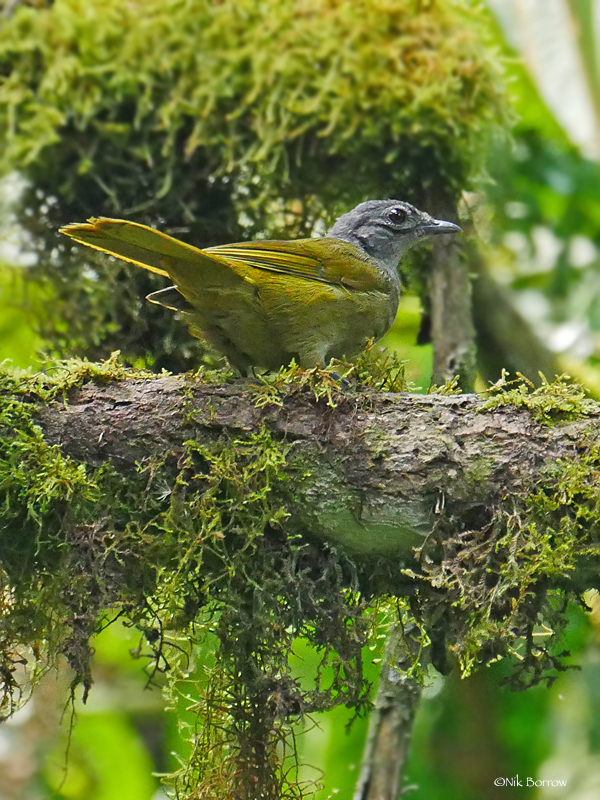 Shelley's Greenbul (Arizelocichla masukuensis) photo