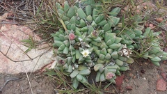 Corpuscularia lehmannii