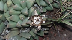 Corpuscularia lehmannii