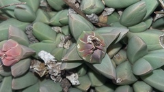 Corpuscularia lehmannii