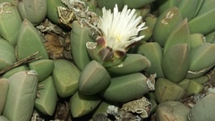 Corpuscularia lehmannii
