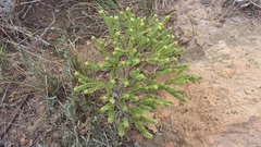 Crassula ericoides ericoides