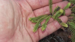 Crassula ericoides ericoides