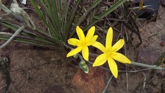 Hypoxis argentea argentea