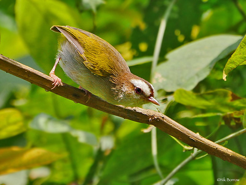 White-Browed Crombec