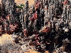 Aloe pearsonii