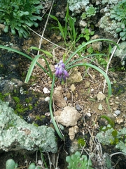 Muscari commutatum