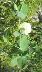 Lathyrus aphaca