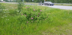 Rosa rugosa